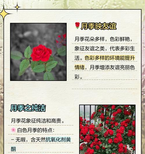 蓝紫色月季花的花语含义是什么？