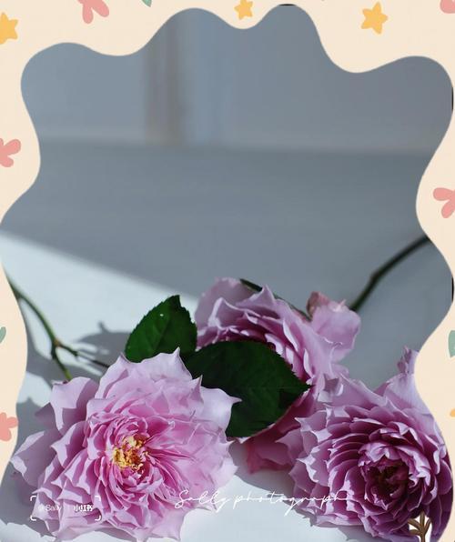 蓝紫色月季花的花语含义是什么？