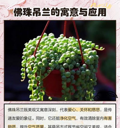 佛株情人泪的花语寓意是什么？