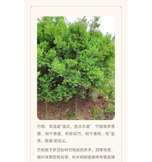 罗汉松花语的由来是什么？