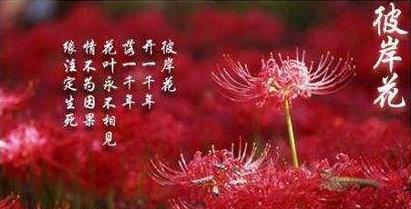 罗汉松花语的由来是什么？