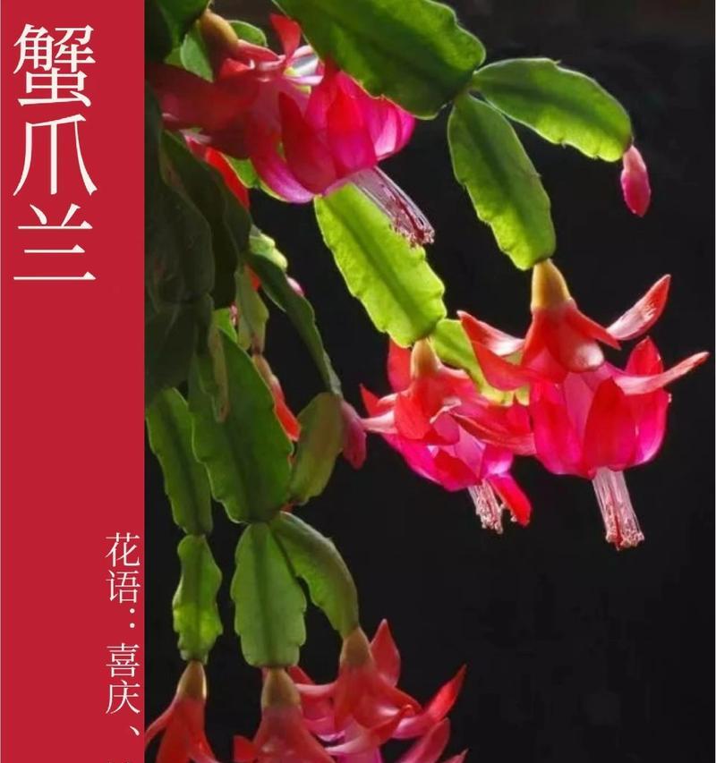 蟹甲兰的花语代表什么？