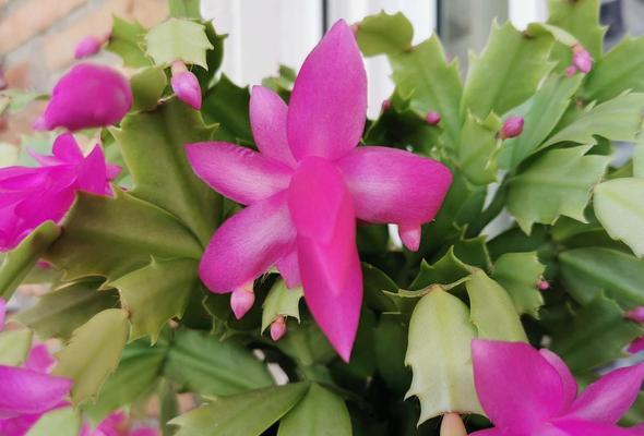 蟹甲兰的花语代表什么？