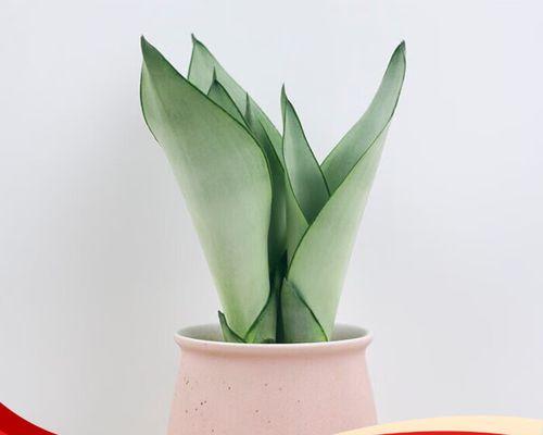 白玉兰和虎皮兰的花语分别是什么？