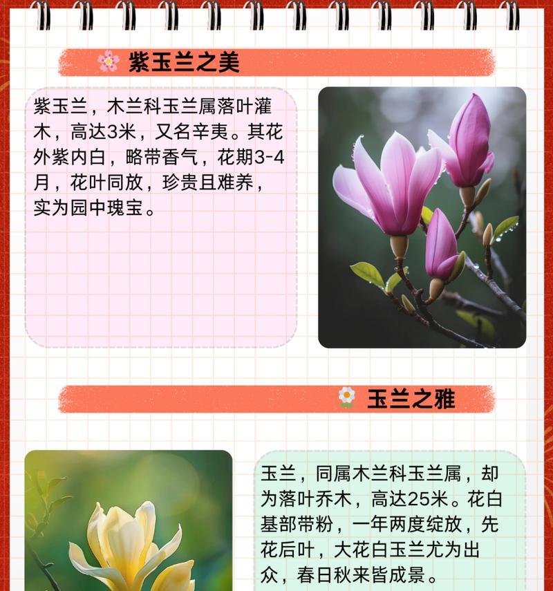 白玉兰和虎皮兰的花语分别是什么？