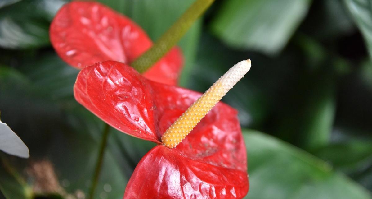 红掌的花语代表热情吗？
