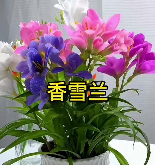 黄色香雪兰的花语是什么？