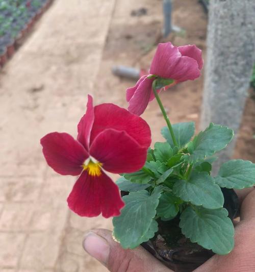 角堇的花语代表什么含义？