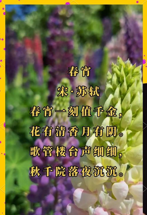 待霄草的花语有何特别之处？
