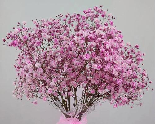 满天星蓝粉色的花语是什么？