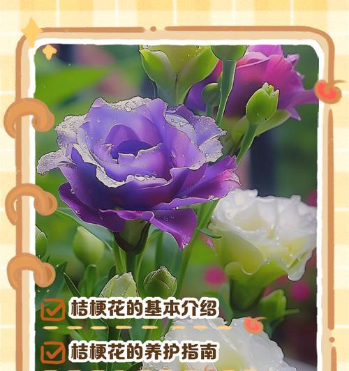 三朵绿色桔梗的花语代表什么？