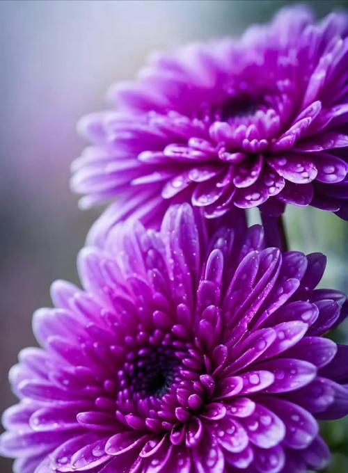 紫色菊花的花语句子有哪些？