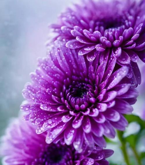 紫色菊花的花语句子有哪些？