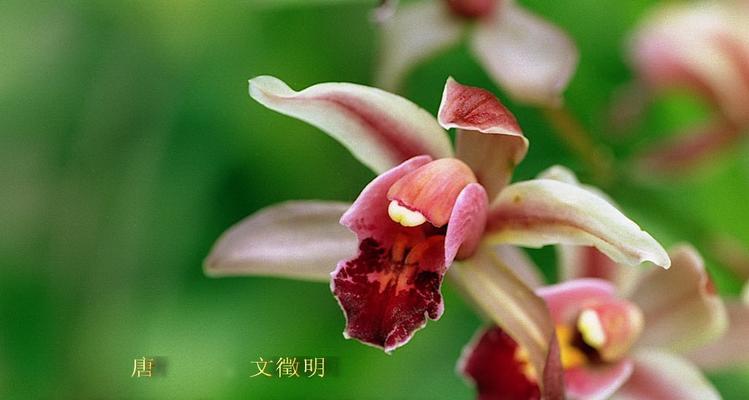 春兰花的花语是什么？它的寓意象征有哪些？