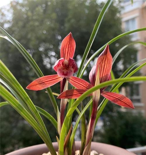 春兰花的花语是什么？它的寓意象征有哪些？