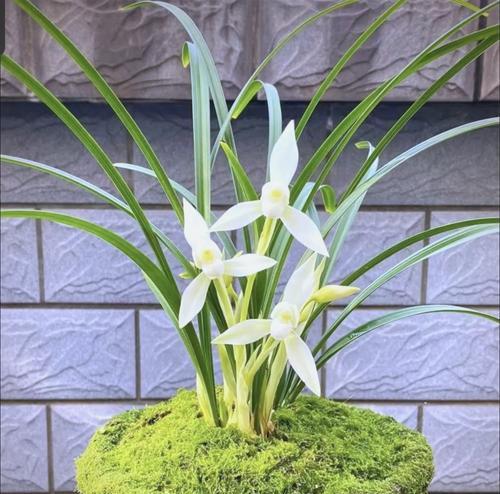 春兰花的花语是什么？它的寓意象征有哪些？
