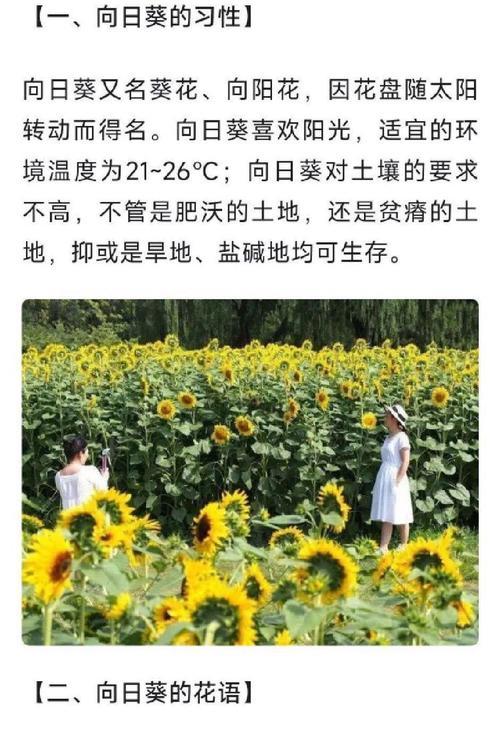 向日葵代表爱情吗？情人之间送向日葵的花语是什么？