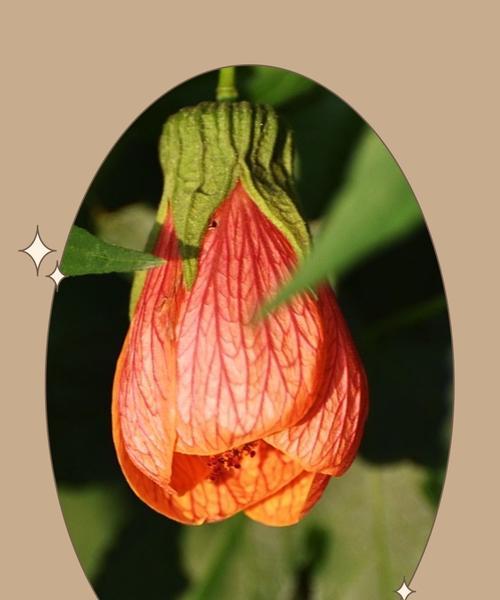 网纹悬铃花的花语含义是什么？它象征着什么？