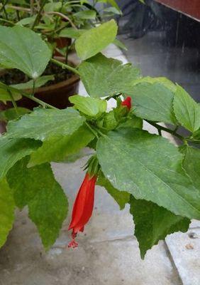 网纹悬铃花的花语含义是什么？它象征着什么？