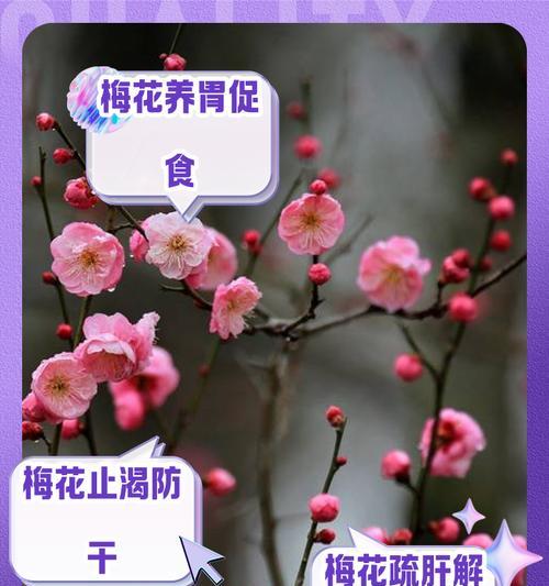 梅花的花语寓意是什么？梅花象征着什么？