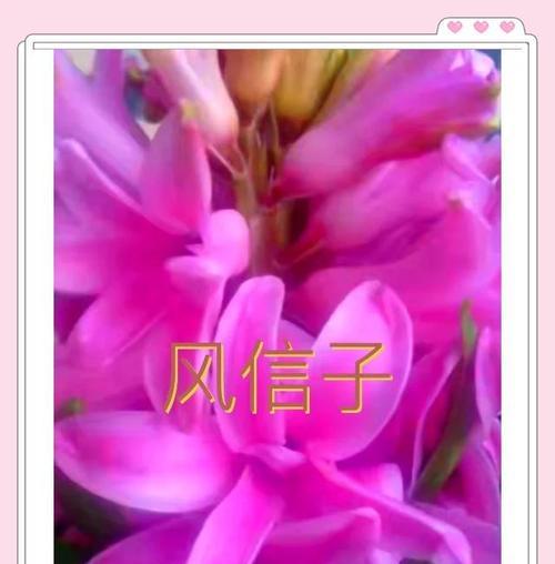 紫粉色风信子的花语是什么？它有什么特别的寓意吗？