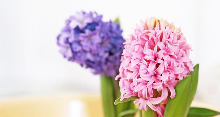紫粉色风信子的花语是什么？它有什么特别的寓意吗？