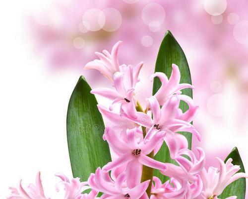 紫粉色风信子的花语是什么？它有什么特别的寓意吗？