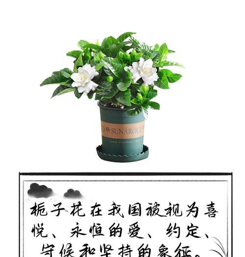 栀子花送给朋友代表什么？它的花语有哪些含义？