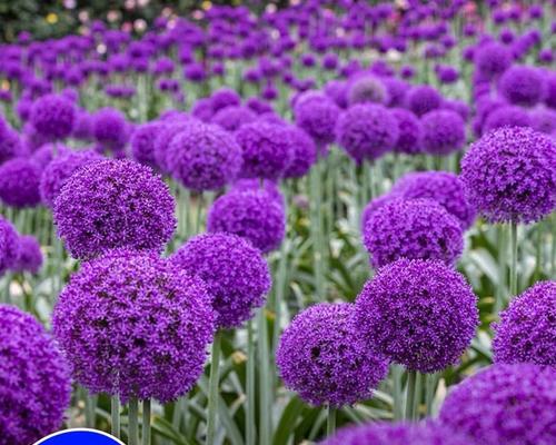 荷兰大花葱球的花语是什么？它象征着什么？