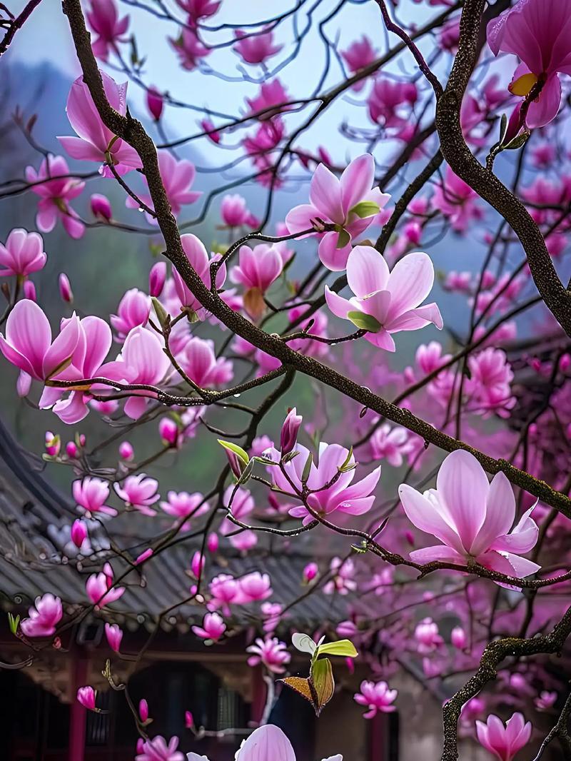 特玉莲的花语是什么？它有什么特别的寓意吗？