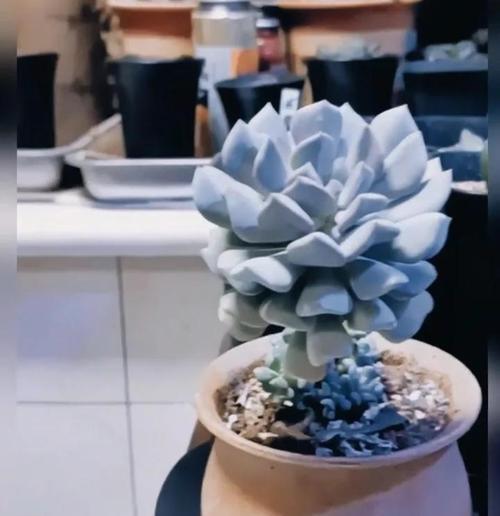 特玉莲的花语是什么？它有什么特别的寓意吗？