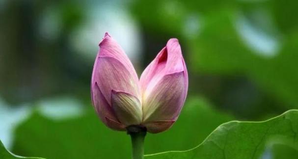 特玉莲的花语是什么？它有什么特别的寓意吗？