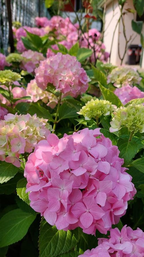 绣球花的花语有哪些？它们各自代表什么意思？