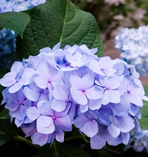 绣球花的花语有哪些？它们各自代表什么意思？