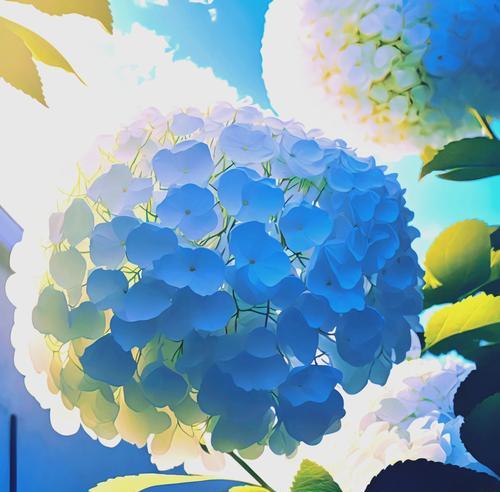 绣球花的花语有哪些？它们各自代表什么意思？