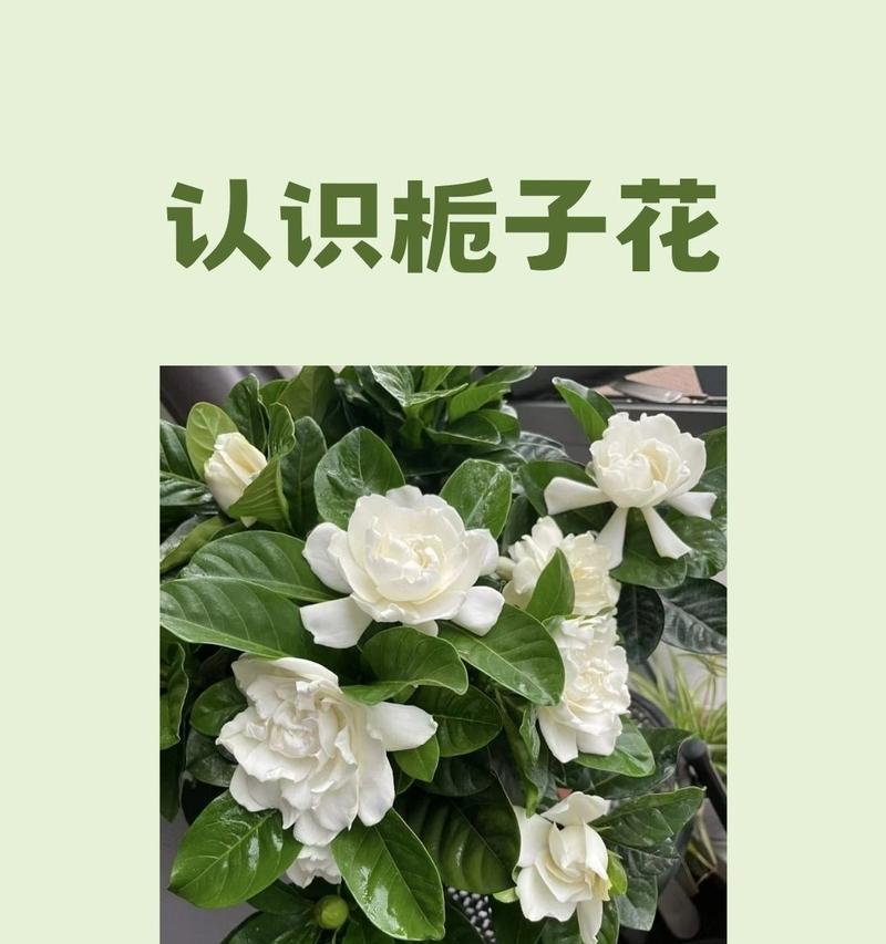 栀子花的花语是什么？它在结尾时代表什么？