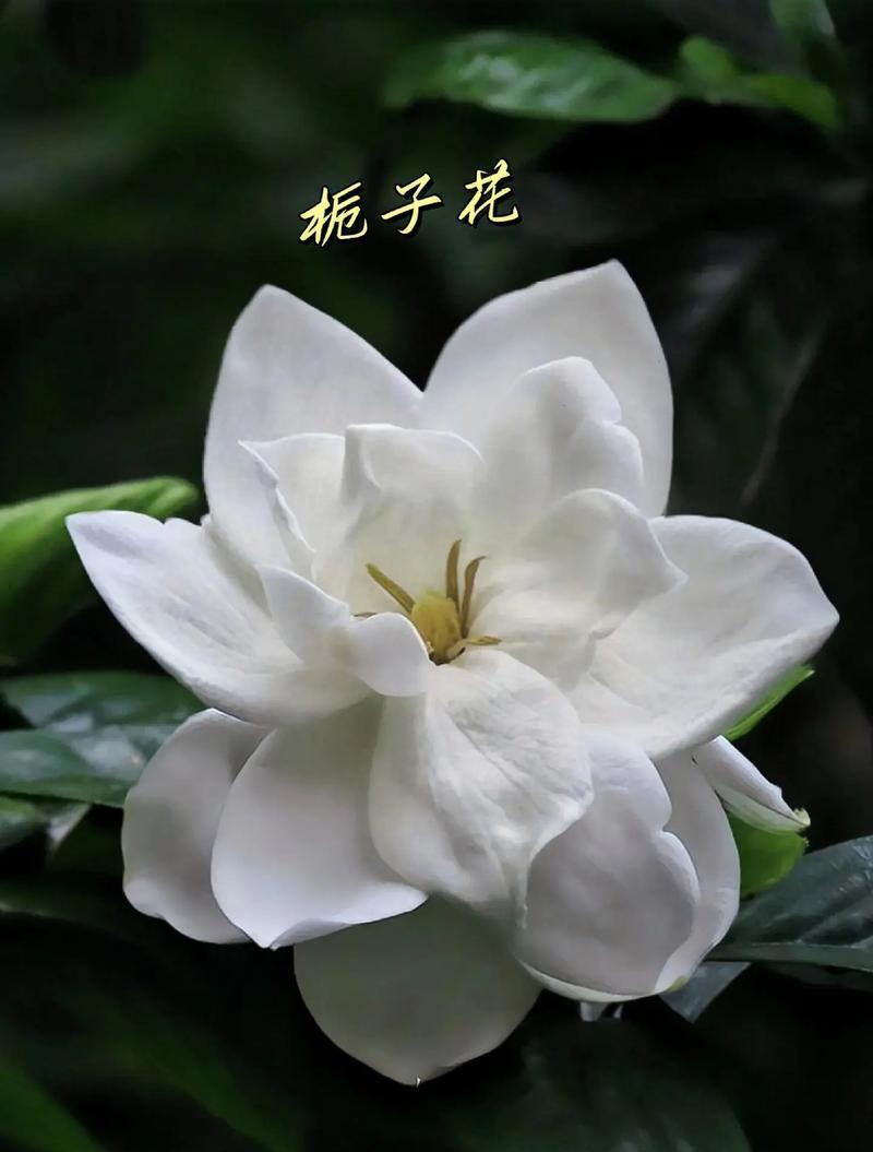 栀子花的花语是什么？它在结尾时代表什么？