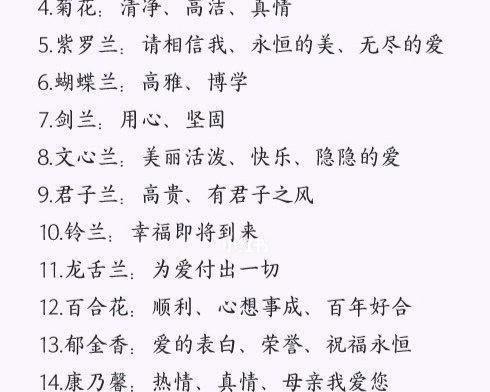 粉蝶荷兰菊的花语是什么？它有什么特别的寓意吗？