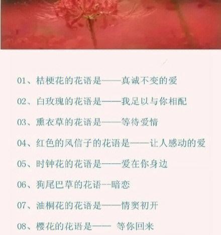 粉蝶荷兰菊的花语是什么？它有什么特别的寓意吗？