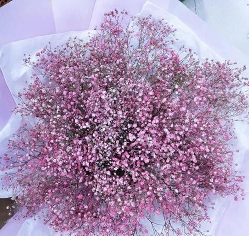 纯粉色满天星的花语是什么？它象征着什么？