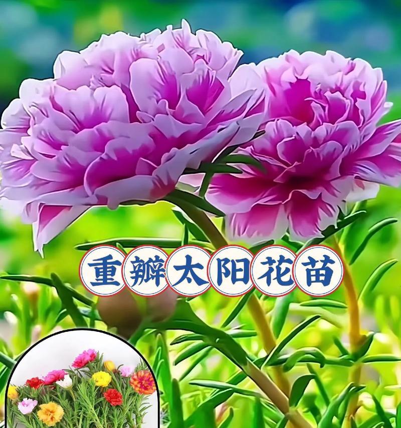向日葵的花语有哪些不好之处？它代表什么负面含义？