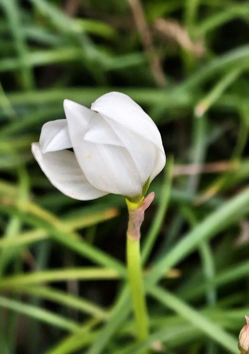 葱莲的花语是什么？它象征着什么？