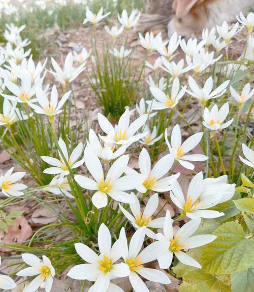 葱莲的花语是什么？它象征着什么？