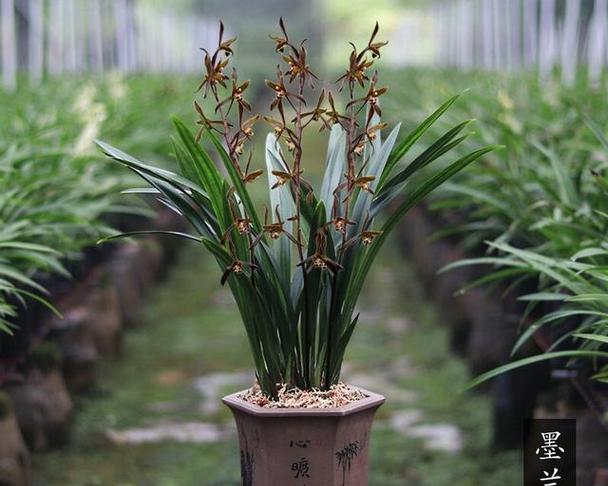 墨兰的寓意和花语有哪些？如何养护墨兰？