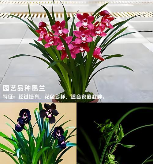 墨兰的寓意和花语有哪些？如何养护墨兰？