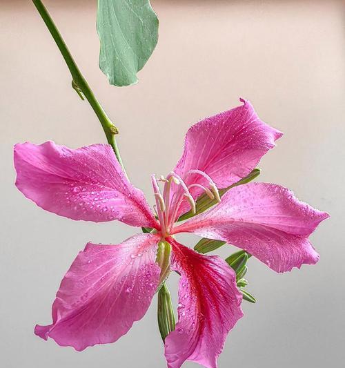 紫荆花花语的意义是什么？紫荆花象征着什么？