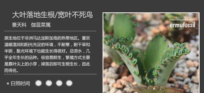 棒打不死鸟的花语是什么？这种花有什么特别之处？