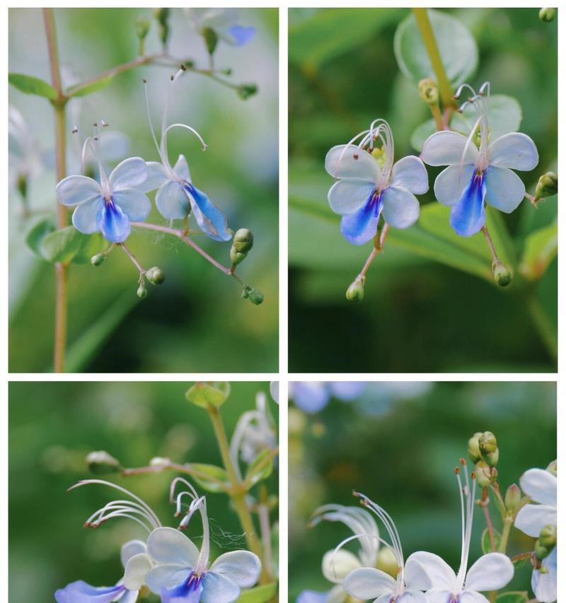 蝴蝶花的花语精神是什么？蝴蝶花象征着什么？