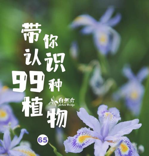 蝴蝶花的花语精神是什么？蝴蝶花象征着什么？