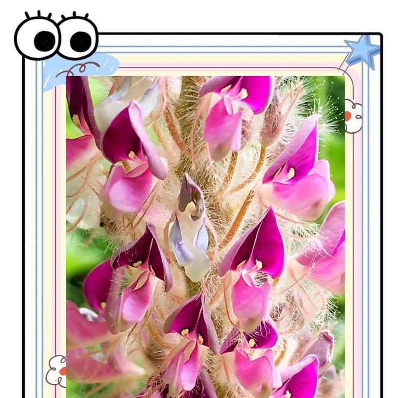 猫尾草有没有花语？猫尾草的寓意是什么？